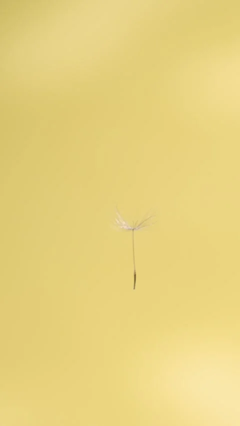 Super Slow Motion Single Dandelion Seed Floating  Video stock 334079617