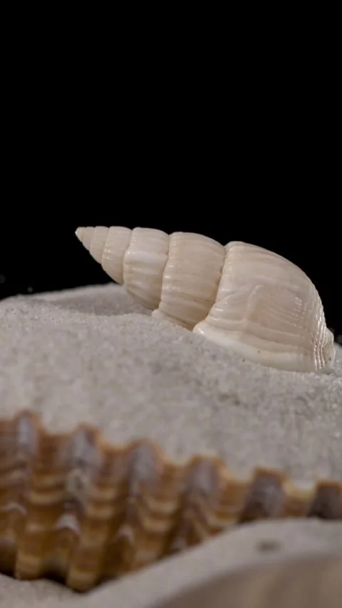  Super Slow Motion Spiral Shell On Black Backdrop Stock Footage 335109121