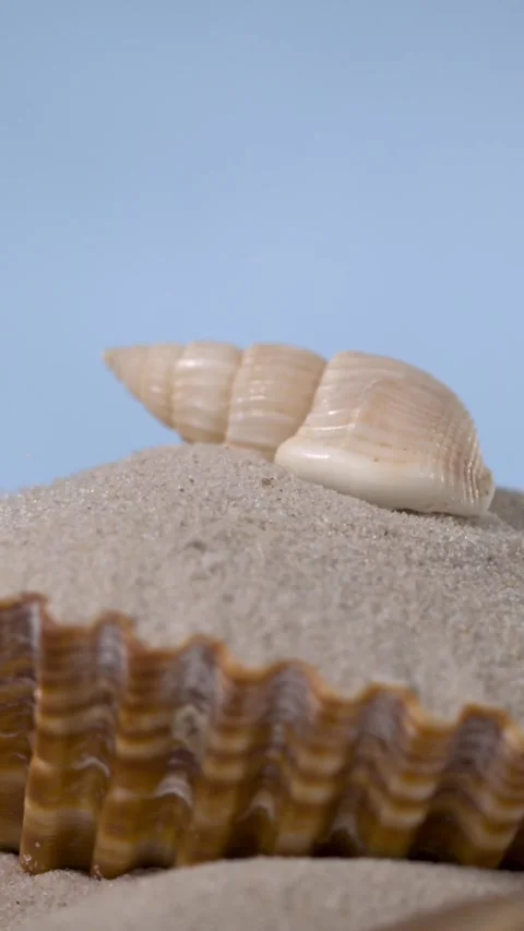 Super Slow Motion Stacked Shells On Sand Mound  Stock Footage 335109141