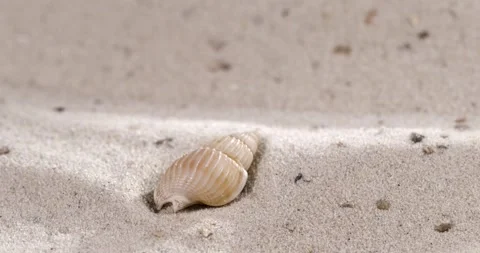Super Slow Motion Super Slow Motion Closeup Shell Perched In Pale Sand, Tiny Stock Footage 334707799
