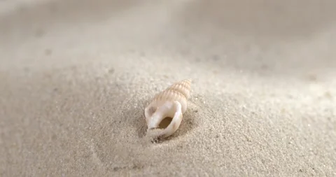 Super Slow Motion Tiny Spiral Seashell Emerging In Super Slow Motion Stock Footage 334708505