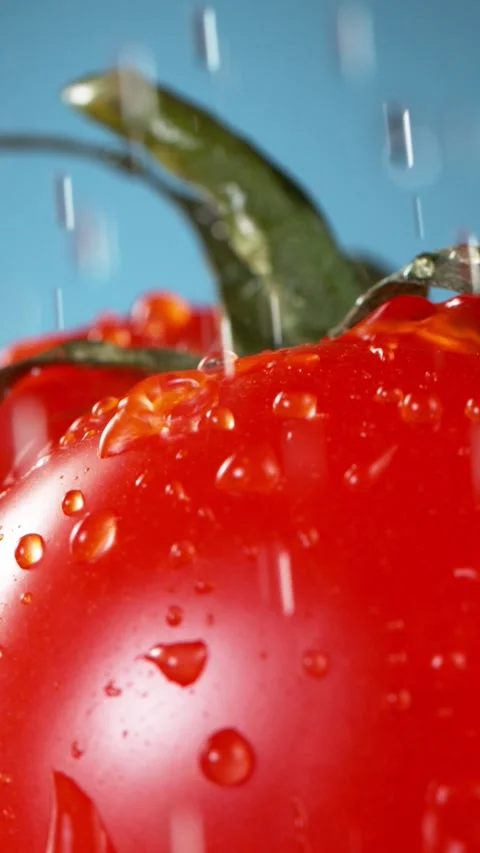 Super slow motion of tomato with dropping water. Stock Footage 308708056