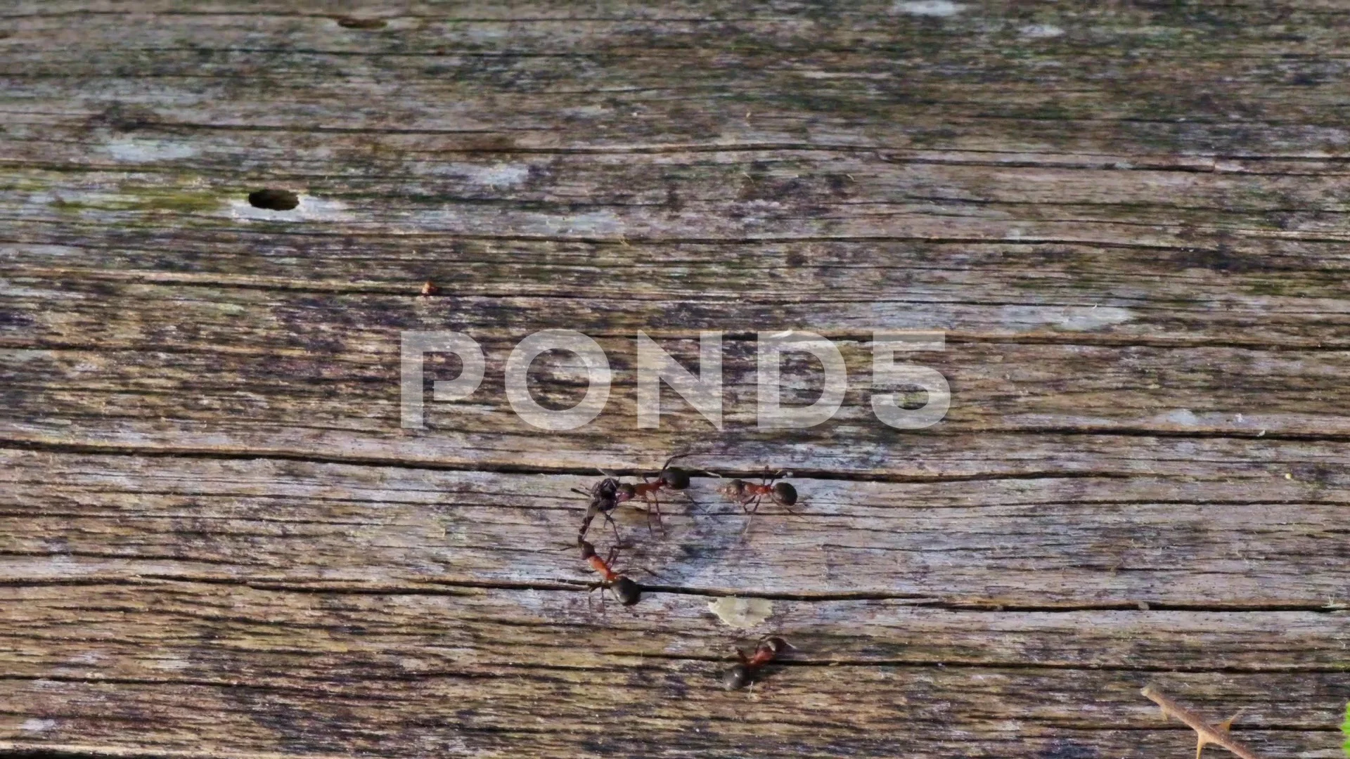 Ants Eye Stock Video Footage | Royalty Free Ants Eye Videos | Pond5