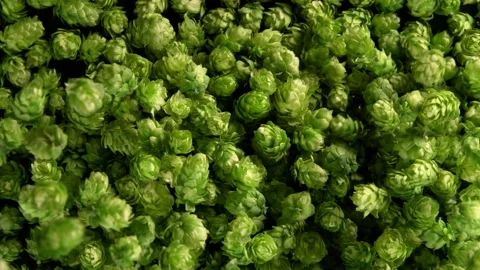 Super Slow Motion Top Shot of Falling Fresh Green Hops at 1000 fps. Stock Footage 164687889