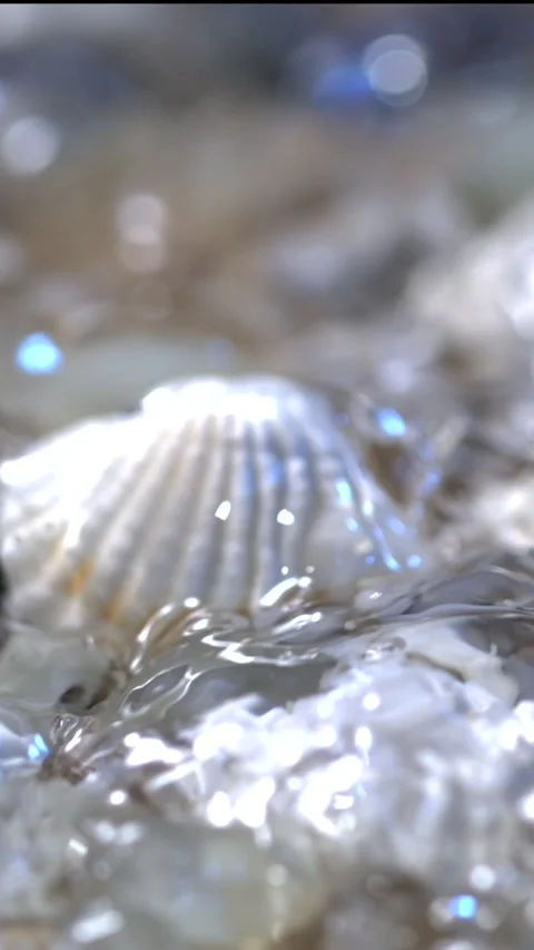 Super Slow Motion Tranquil Moment Capturing Ocean Shell Illuminated With Sunlit Video stock 325080816