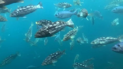 Super slow motion of tropical fish underwater Vídeos de archivo 112582162