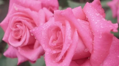 Super slow motion of two beautiful pink roses in rain close up Stock Footage 75436429