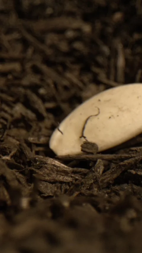 Super Slow Motion Upfront Picture Capturing Seed Developing Within Decomposed Video stock 325080606