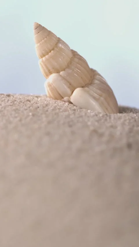 Super Slow Motion Vertical Cone Seashell Rising From Sand In Super Slow Motion Stock Footage 334708511