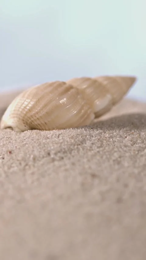 Super Slow Motion Vertical Shell Resting On Sand Intimate Portrait Stock Footage 335109190