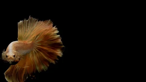 Super slow motion of vibrant Siamese fighting fish Betta splendens Stock Footage 94135797