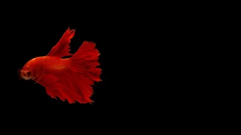 Super slow motion of vibrant Siamese fighting fish (Betta splendens), well kn Stock Footage 97422571