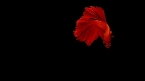 Super slow motion of vibrant Siamese fighting fish Stock Footage 97675269