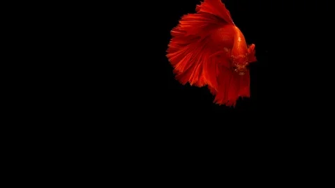 Super slow motion of vibrant Siamese fighting fish Stock Footage 97729022