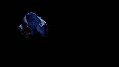 Super slow motion of vibrant Siamese fighting fish (Betta splendens) Stock Footage 97913388