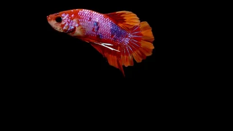 Super slow motion of vibrant Siamese fighting fish (Betta splendens), well kn Stock Footage 98519910