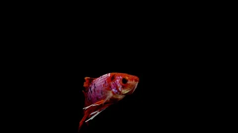 Super slow motion of vibrant Siamese fighting fish (Betta splendens), well kn Stock Footage 98519923
