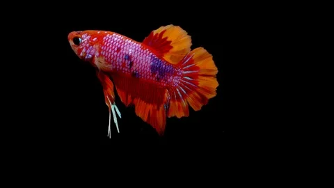 Super slow motion of vibrant Siamese fighting fish (Betta splendens), well kn Stock Footage 98519969