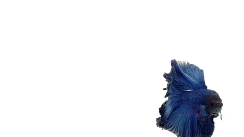 Super slow motion of vibrant Siamese fighting fish (Betta splendens), well kn Stock Footage 98520944