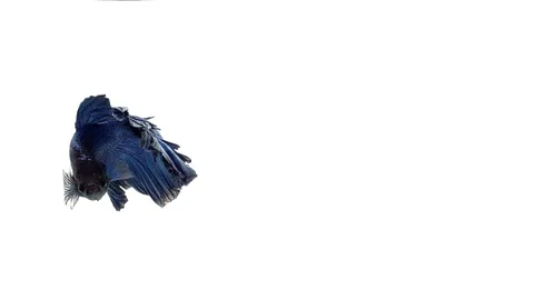 Super slow motion of vibrant Siamese fighting fish (Betta splendens), well kn Stock Footage 98520984