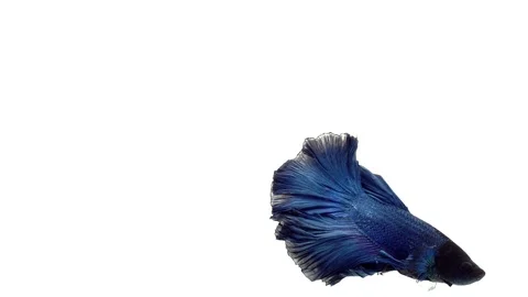 Super slow motion of vibrant Siamese fighting fish (Betta splendens), well kn Stock Footage 98521028