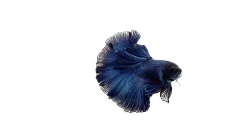 Super slow motion of vibrant Siamese fighting fish (Betta splendens), well kn Stock Footage 98521052