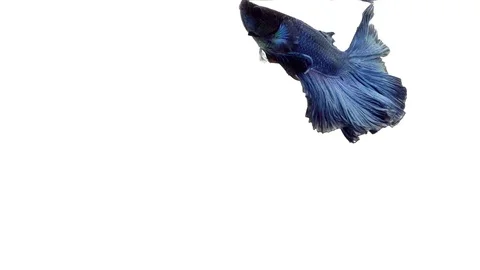 Super slow motion of vibrant Siamese fighting fish (Betta splendens), well kn Stock Footage 98521094