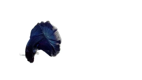 Super slow motion of vibrant Siamese fighting fish (Betta splendens), well kn Stock Footage 98521224