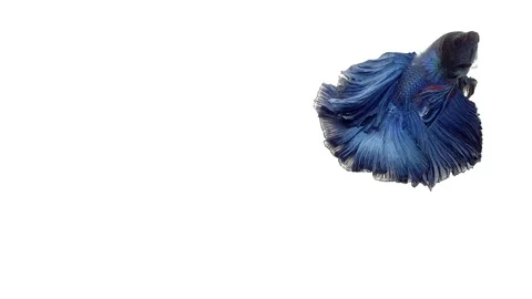 Super slow motion of vibrant Siamese fighting fish (Betta splendens), well kn Stock Footage 98521578