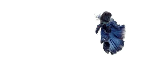 Super slow motion of vibrant Siamese fighting fish (Betta splendens), well kn Stock Footage 98521772