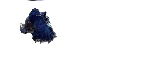 Super slow motion of vibrant Siamese fighting fish (Betta splendens), well kn Stock Footage 98521836