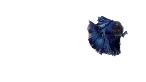 Super slow motion of vibrant Siamese fighting fish (Betta splendens), well kn Video stock 98521981