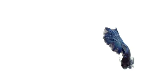 Super slow motion of vibrant Siamese fighting fish (Betta splendens), well kn Stock Footage 98521998