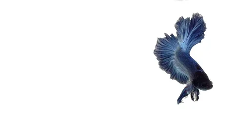 Super slow motion of vibrant Siamese fighting fish (Betta splendens), well kn Stock Footage 98522183