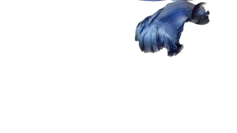 Super slow motion of vibrant Siamese fighting fish (Betta splendens), well kn Stock Footage 98522444