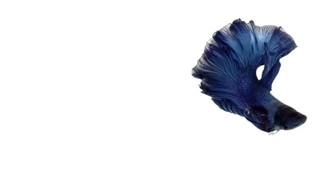 Super slow motion of vibrant Siamese fighting fish (Betta splendens), well kn Stock Footage 98522485