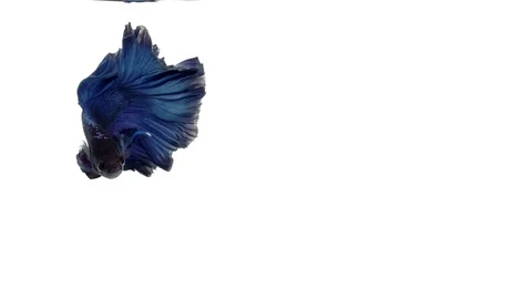 Super slow motion of vibrant Siamese fighting fish (Betta splendens), well kn Stock Footage 98523193