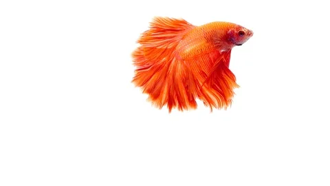 Super slow motion of vibrant Siamese fighting fish (Betta splendens), well kn Stock Footage 98524120
