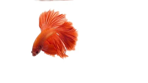 Super slow motion of vibrant Siamese fighting fish (Betta splendens), well kn Stock Footage 98525245