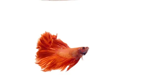Super slow motion of vibrant Siamese fighting fish (Betta splendens), well kn Stock Footage 98525668