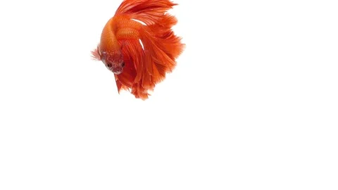 Super slow motion of vibrant Siamese fighting fish (Betta splendens), well kn Stock Footage 98526836