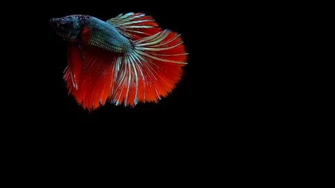 Super slow motion of vibrant Siamese fighting fish (Betta splendens), well kn Stock Footage 99381537
