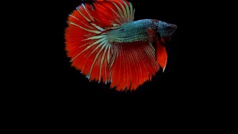 Super slow motion of vibrant Siamese fighting fish (Betta splendens), well kn Stock Footage 99381618