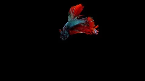 Super slow motion of vibrant Siamese fighting fish (Betta splendens), well kn Stock Footage 99381781