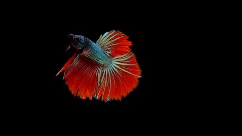 Super slow motion of vibrant Siamese fighting fish (Betta splendens), well kn Stock Footage 99381864