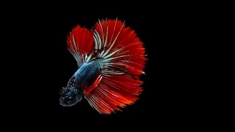 Super slow motion of vibrant Siamese fighting fish (Betta splendens), well kn Stock Footage 99381942