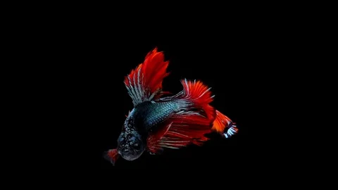 Super slow motion of vibrant Siamese fighting fish (Betta splendens), well kn Stock Footage 99382039