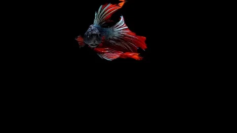 Super slow motion of vibrant Siamese fighting fish (Betta splendens), well kn Stock Footage 99382057