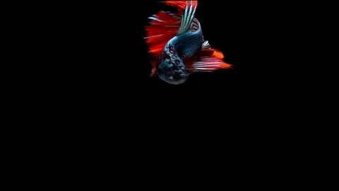 Super slow motion of vibrant Siamese fighting fish (Betta splendens), well kn Stock Footage 99382091
