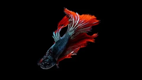 Super slow motion of vibrant Siamese fighting fish (Betta splendens), well kn Stock Footage 99382105